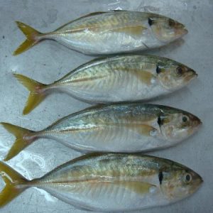 Cá nục đuôi vàng - Thủy Hải Sản Thế Khánh - Công Ty TNHH Thế Khánh